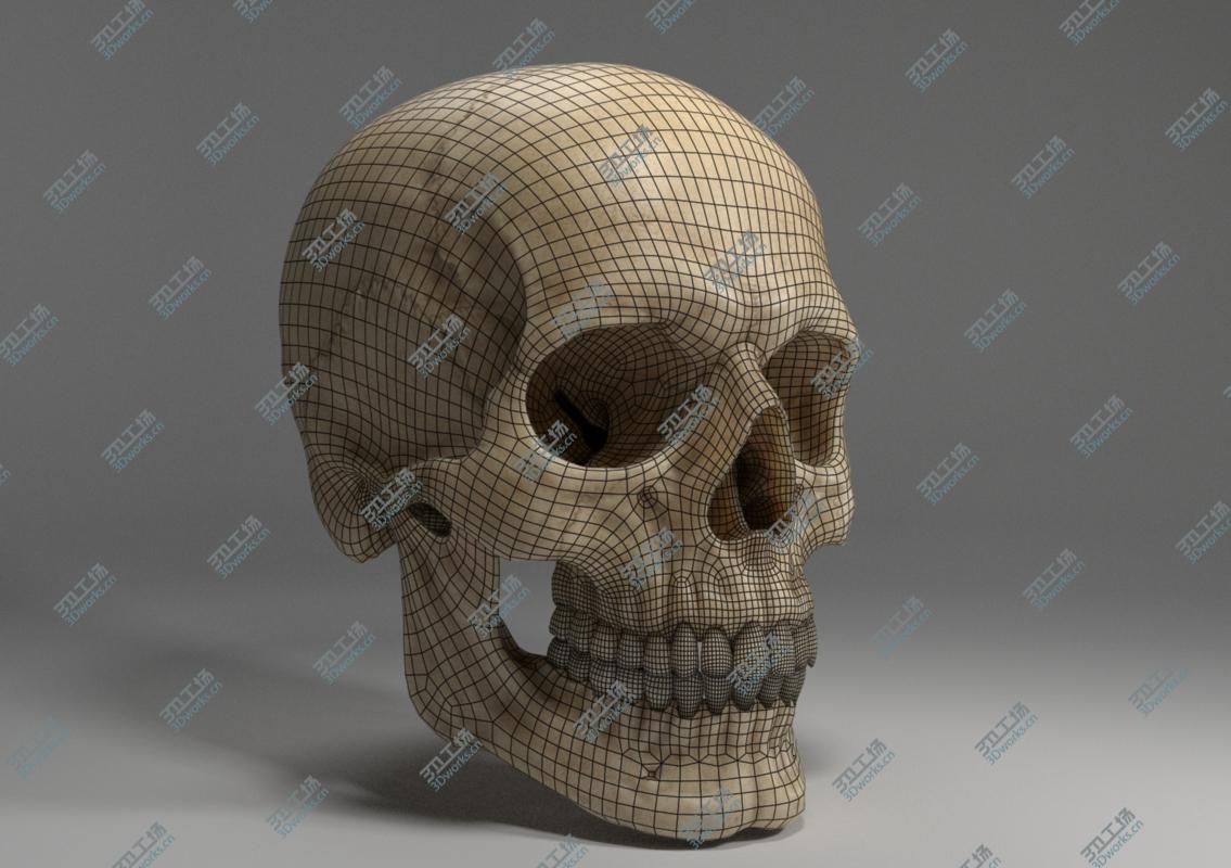 images/goods_img/202104021/3D Realistic Human Skull model/4.jpg